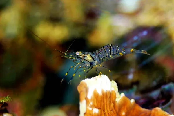 A translucent shrimp with black stripes and yellow spots stands on a piece of orange coral