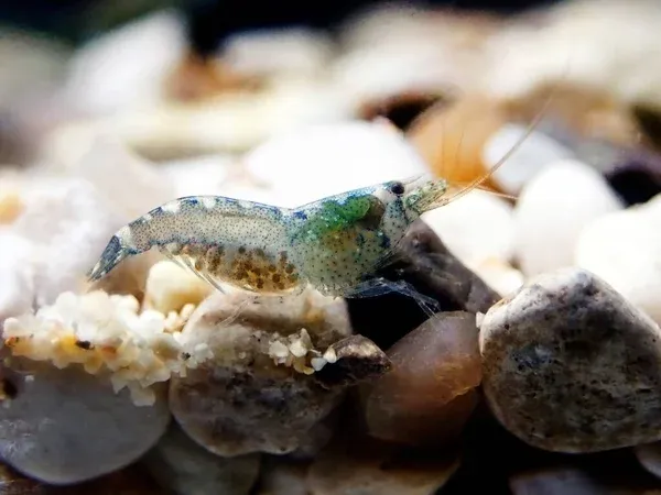 A small light colored hooded shrimp with a green head and brown belly sits on gravel