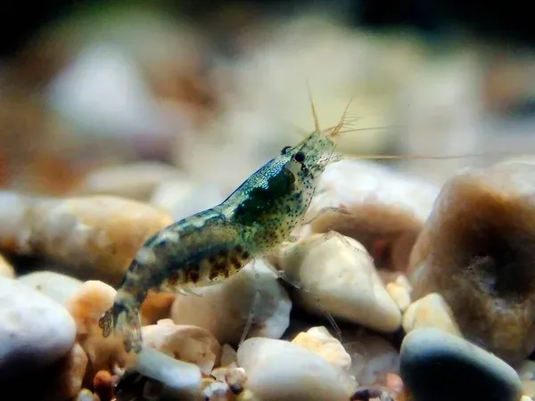 A green headed hooded shrimp with a speckled body and visible eggs stands on varied river rocks