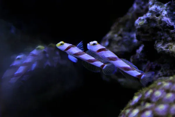 Two red banded gobies with bright yellow eyes swim together in a dark aquarium