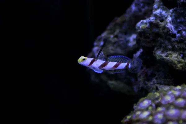 A single red banded goby with a yellow head and white body swims in a dark aquarium corner