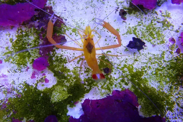 A vibrant orange yellow golden banded shrimp with long claws rests on white and green substrate