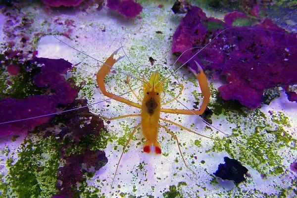 Overhead shot of a vibrant yellow shrimp with long antennae and red tail spots
