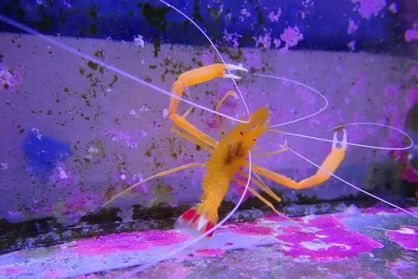 A bright yellow orange golden banded shrimp with long white antennae crawls on pink and purple algae