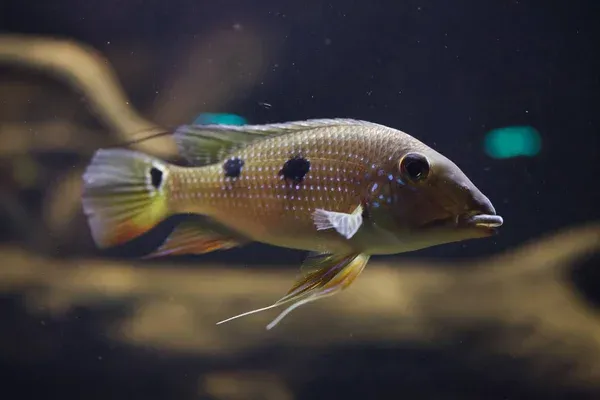 A brown threespot eartheater fish with blue speckles and three black spots swims right