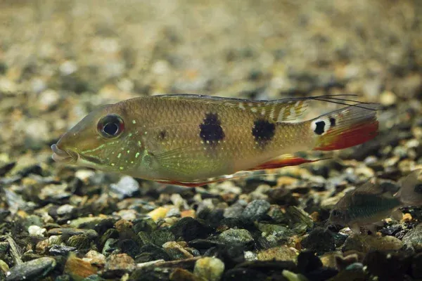 A Threespot Eartheater cichlid with a red tail rests on a mixture of small dark gravel