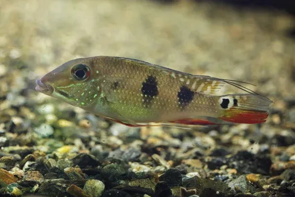 A Threespot Eartheater fish with three black spots and red anal and caudal fins on gravel