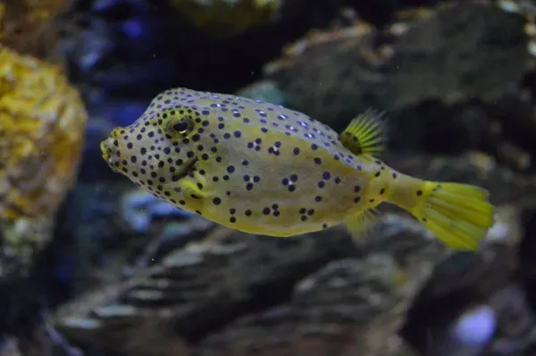 A yellow boxfish with numerous small black spots swims horizontally in an aquarium
