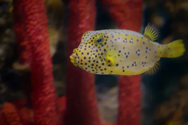 A yellow boxfish with black spots swims past bright red vertical sea fan coral in an aquarium