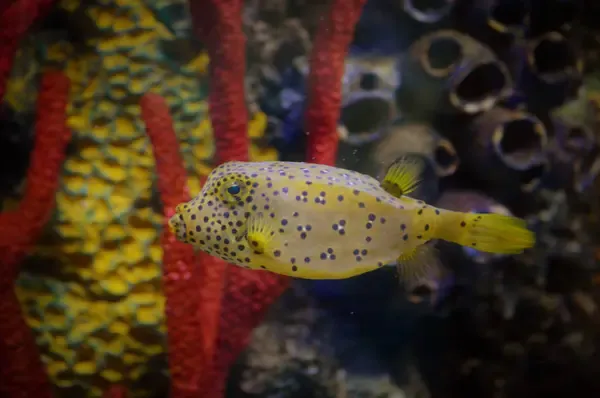 A yellow boxfish with black spots swims past red sea fans and a large yellow sponge or coral