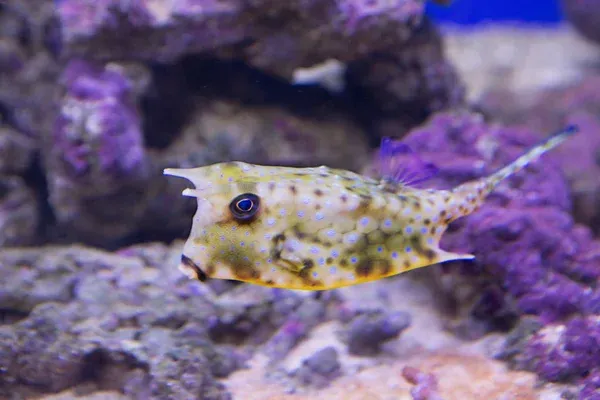 A yellow longhorn cowfish with blue dots and horns swims over purple tinged live rock