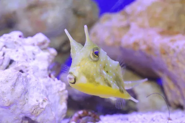 A small yellow longhorn cowfish faces forward with horns and blue spots near white rocks
