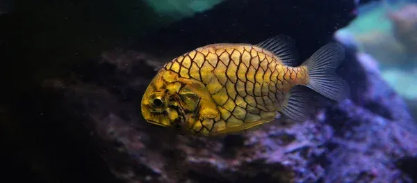 A yellow pineapple fish with a black honeycomb pattern swims in a dimly lit aquarium
