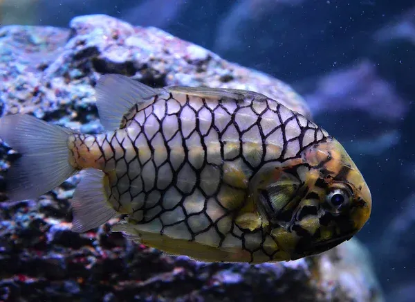 A close up of a pineapple fish showing its prominent white scales outlined in black