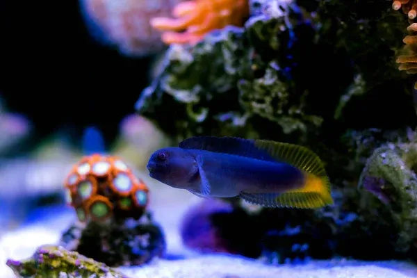 A dark blue blenny with a bright yellow rear half and tail fin swims over white sand