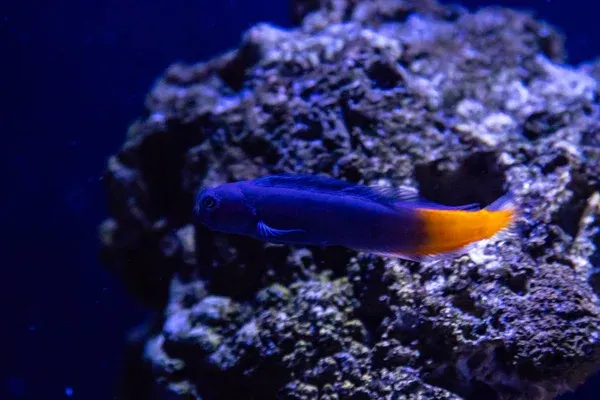 A dark blue blenny with a vibrant orange yellow tail swims in front of purple live rock