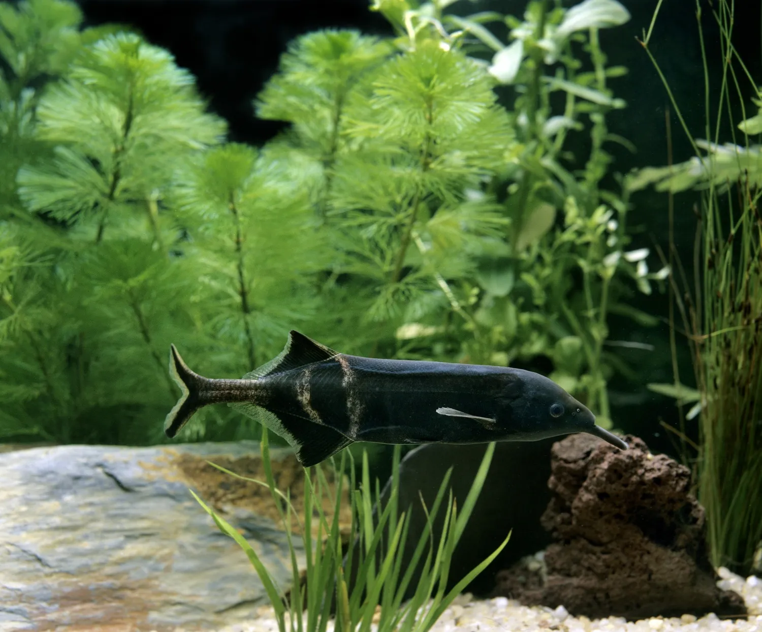 A dark Elephant Nose fish with a long snout swims left amidst lush green aquatic plants
