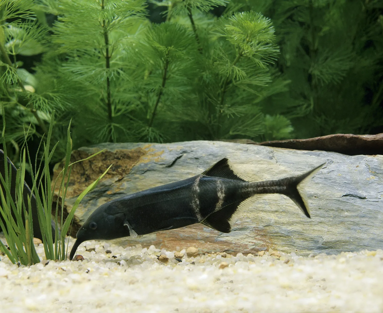 A dark Elephant Nose fish with its trunk like mouth touches the sandy aquarium bottom