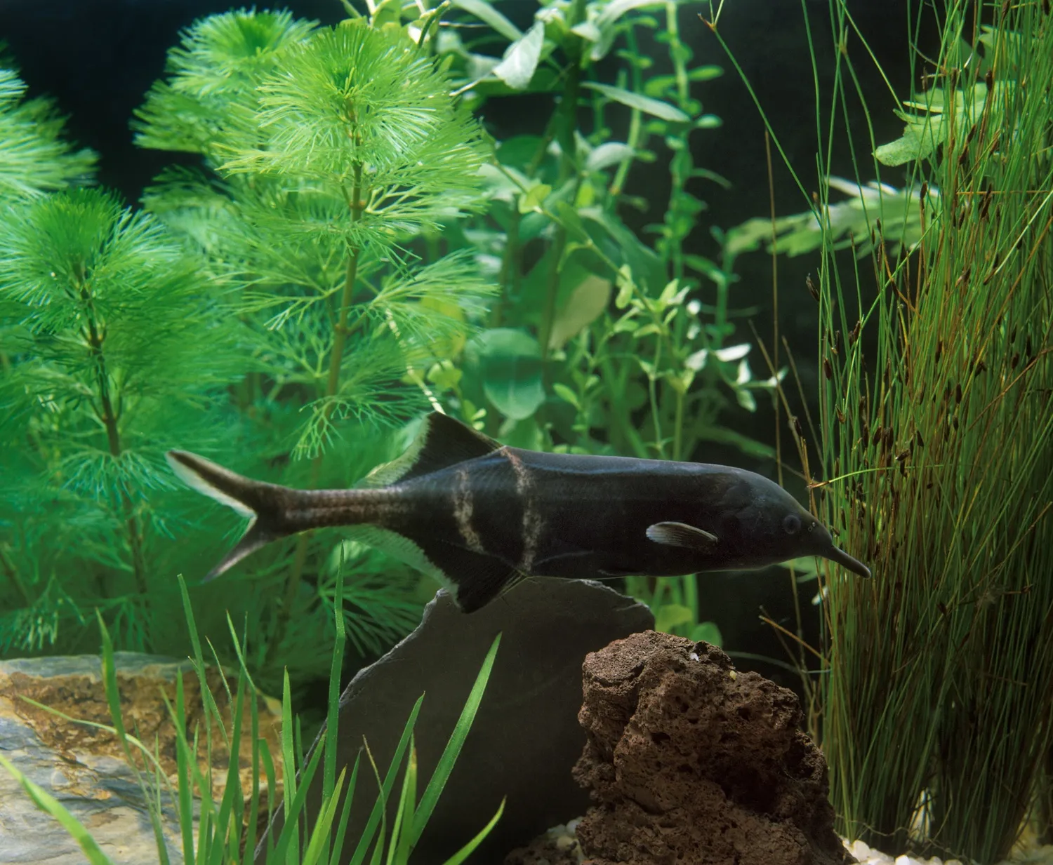 A dark Elephant Nose fish with a distinctive snout swims amidst various green plants