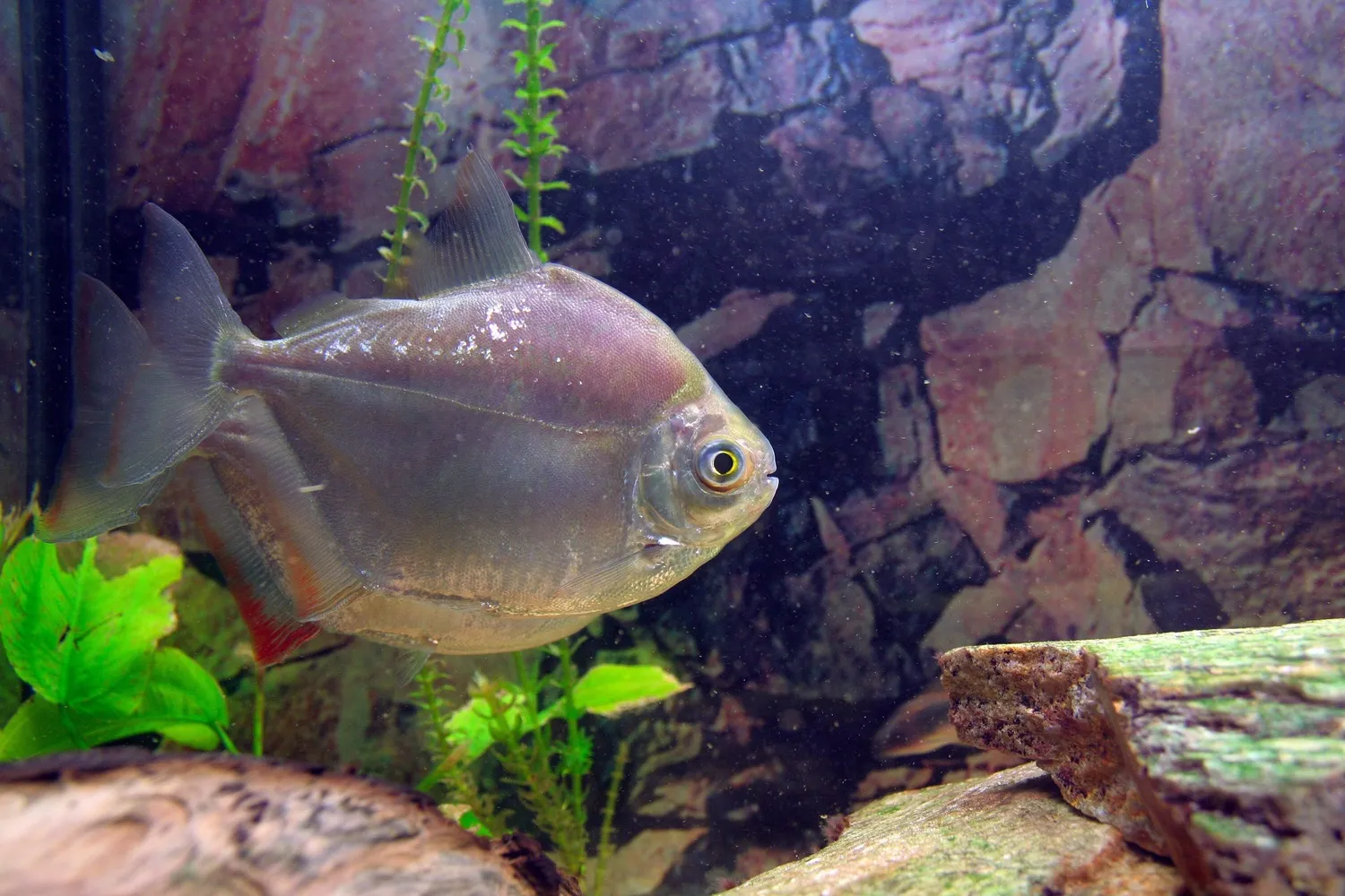 A shimmering Silver Dollar fish with a red anal fin swims right in an aquarium
