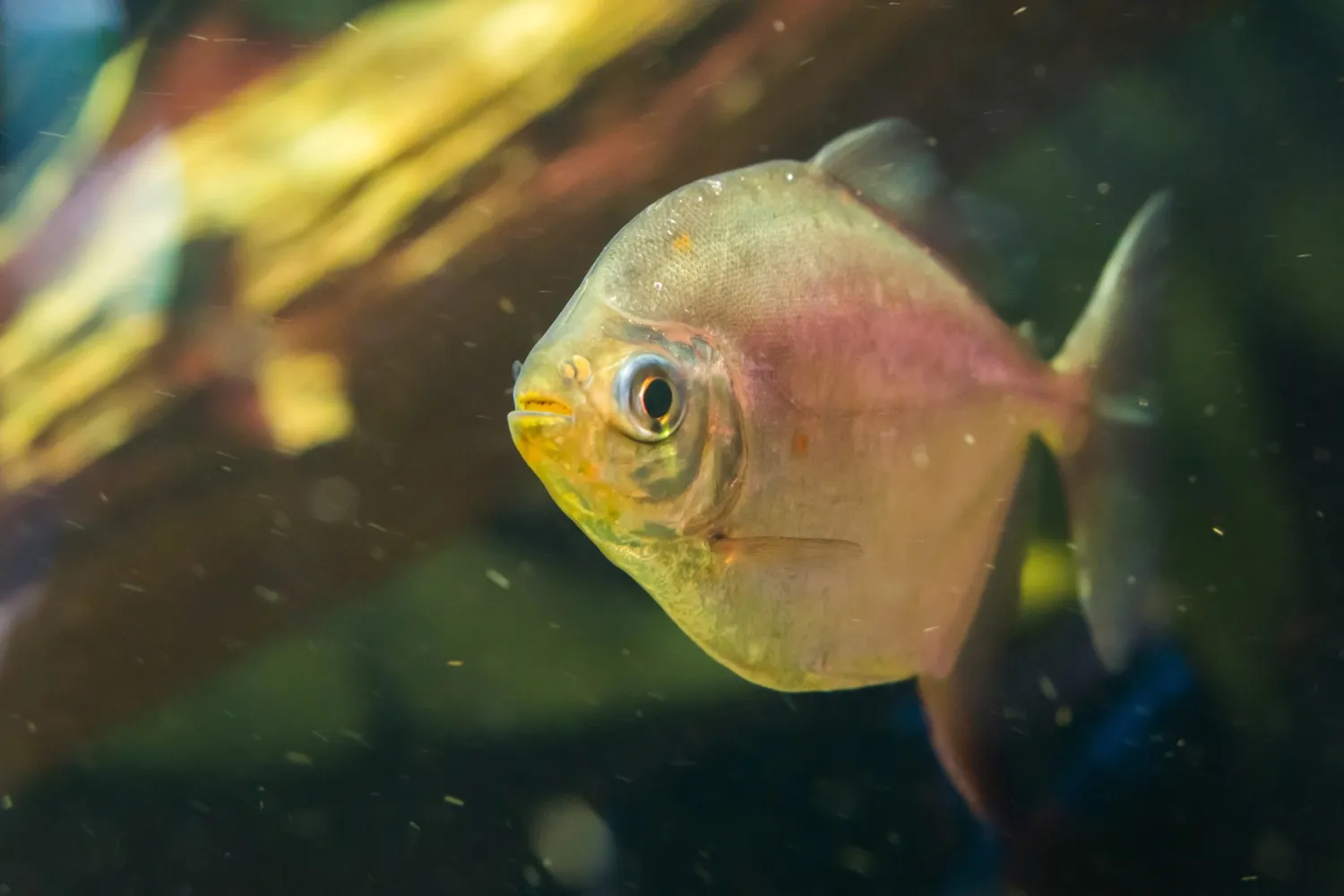 A round bodied Silver Dollar fish with a golden eye and light scales swims left