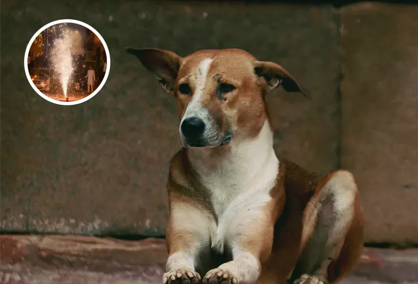 A picture of a dog sitting scared during diwali