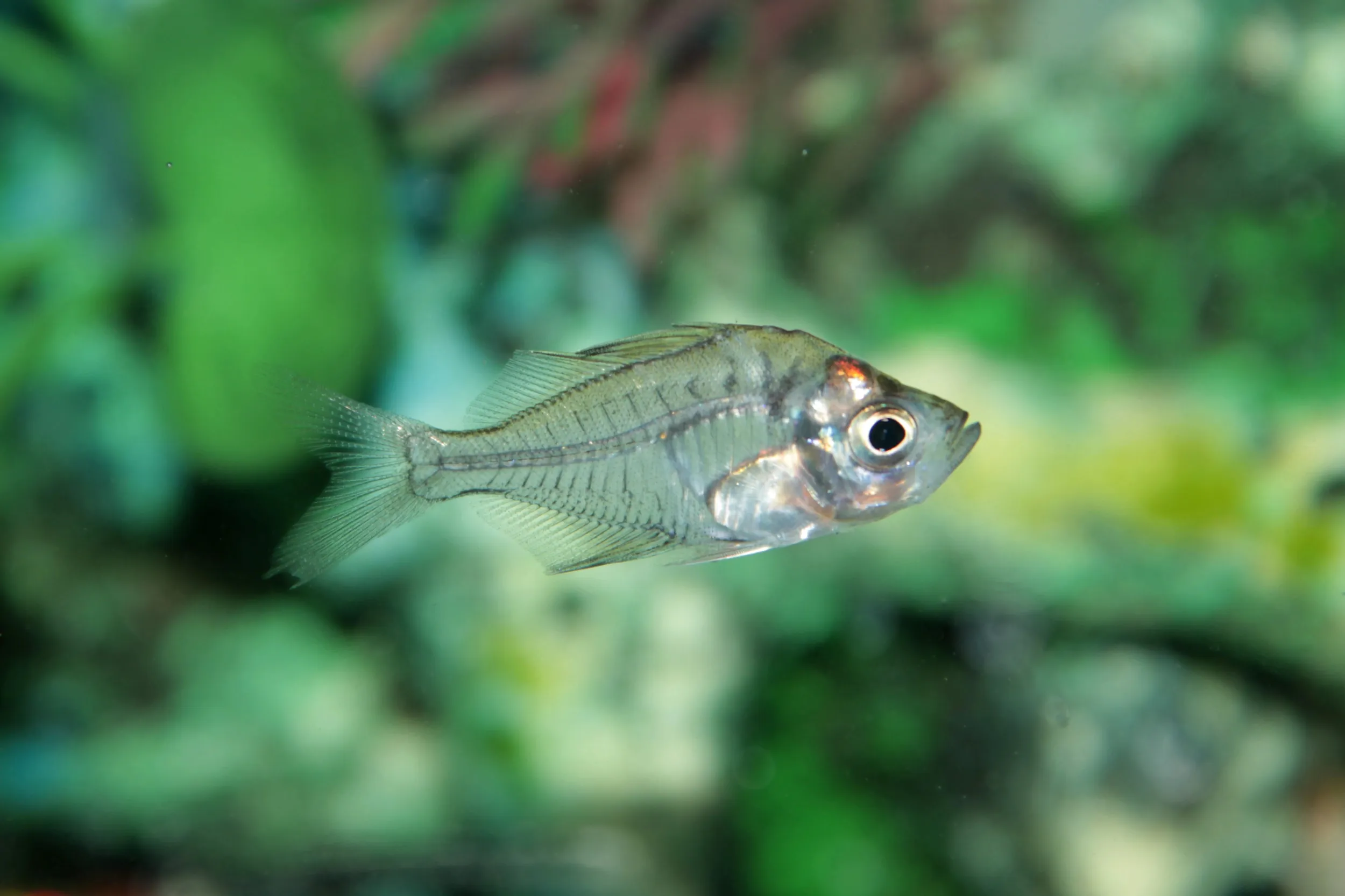 A clear Indian glassfish with visible bones swims in an aquarium with green plants
