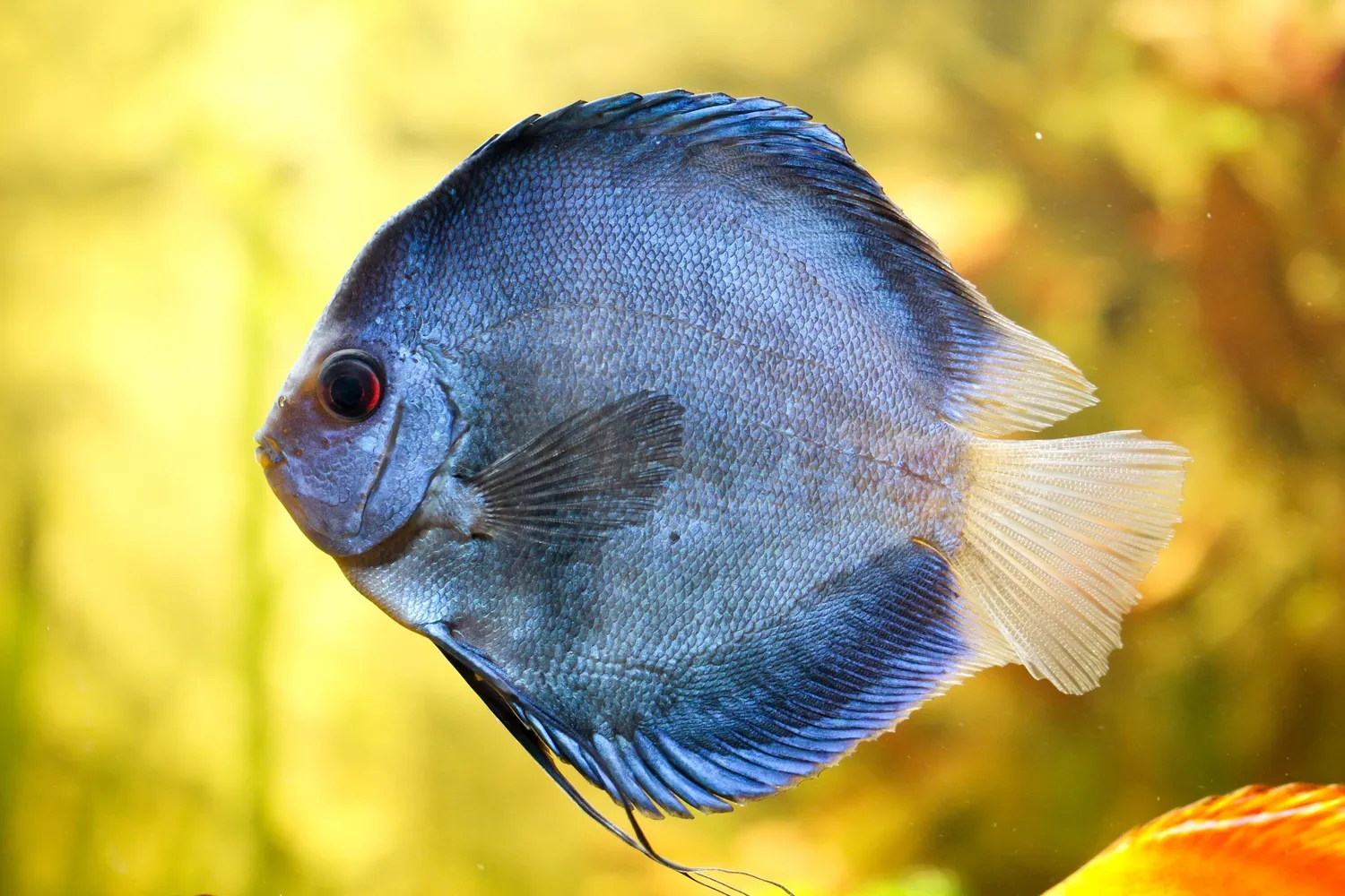 A blue discus fish with dark fins and a pale tail fin swims in an aquarium