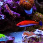 A vibrant orange and white Ruby Longfin Fairy Wrasse swims near colorful coral and rocks