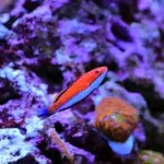 A bright orange and white Ruby Longfin Fairy Wrasse swims near purple coral
