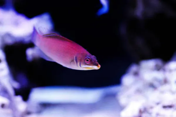 A pink Ruby Longfin Fairy Wrasse with an orange snout swims in an aquarium