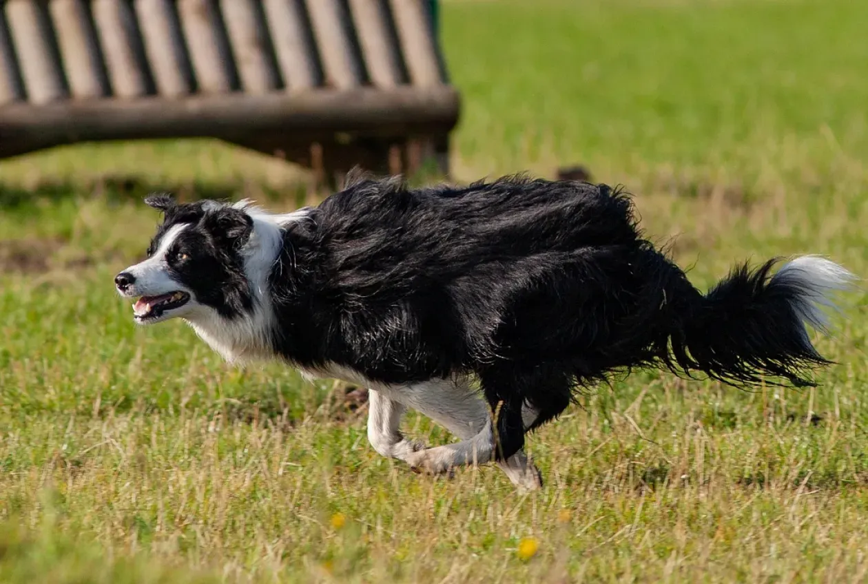 tips for managing border collie behavior