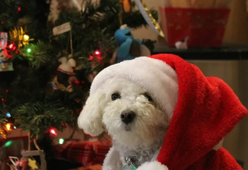 dog with chrismas cape