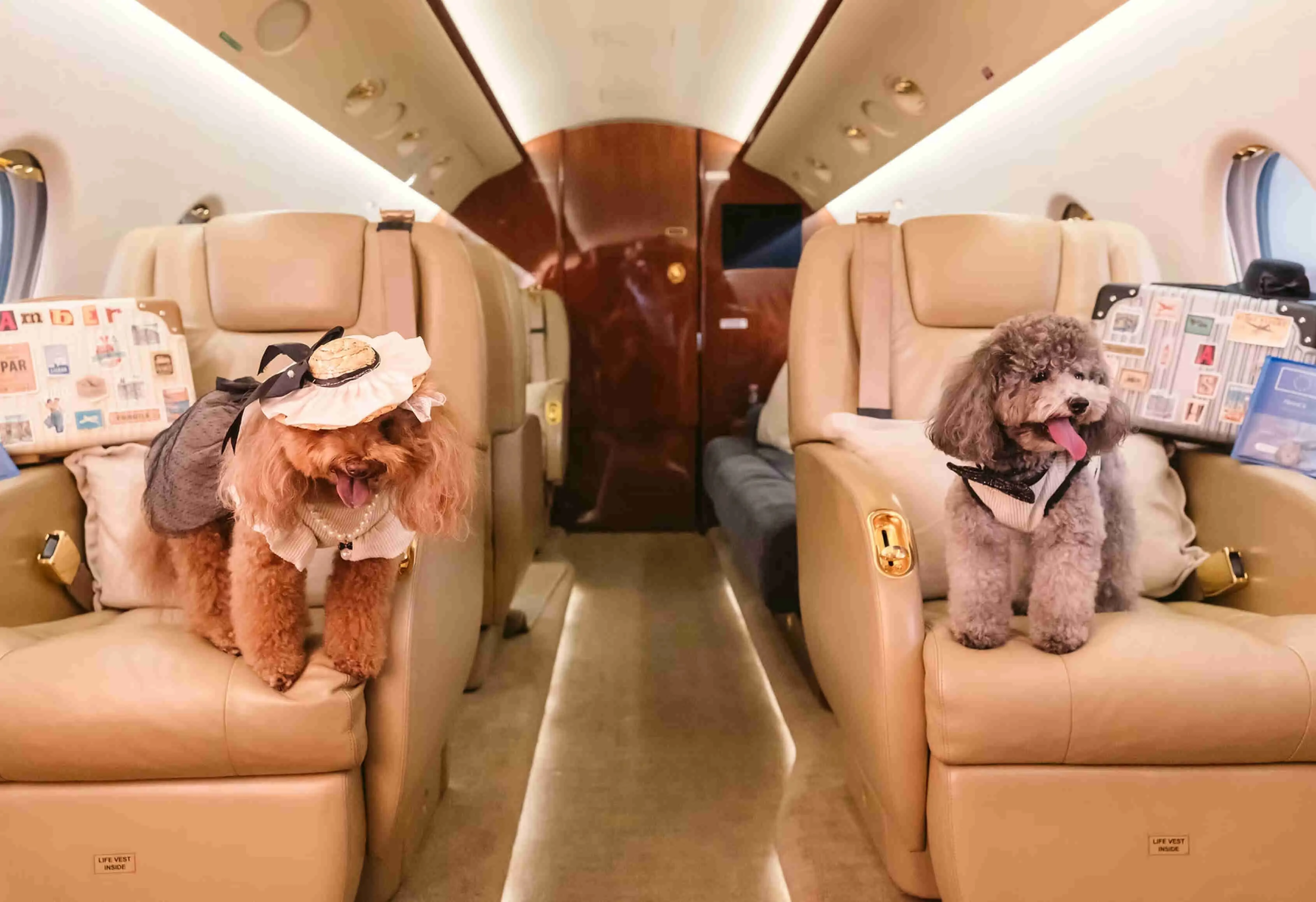 dogs in a private jet