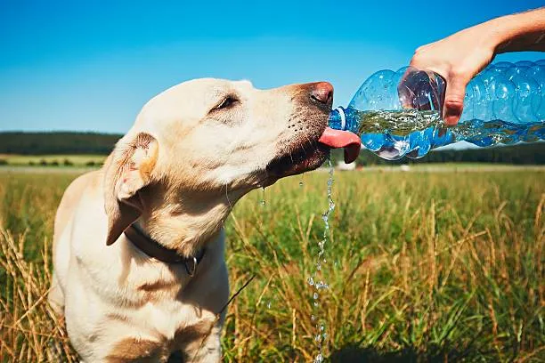 dog drinking water