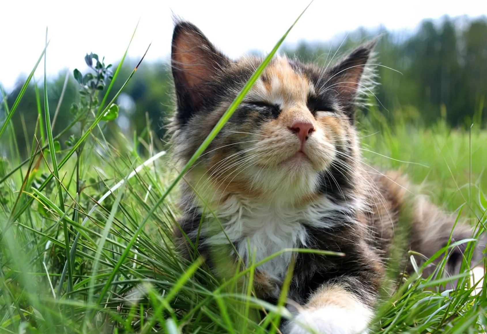 cat relaxing outdoors