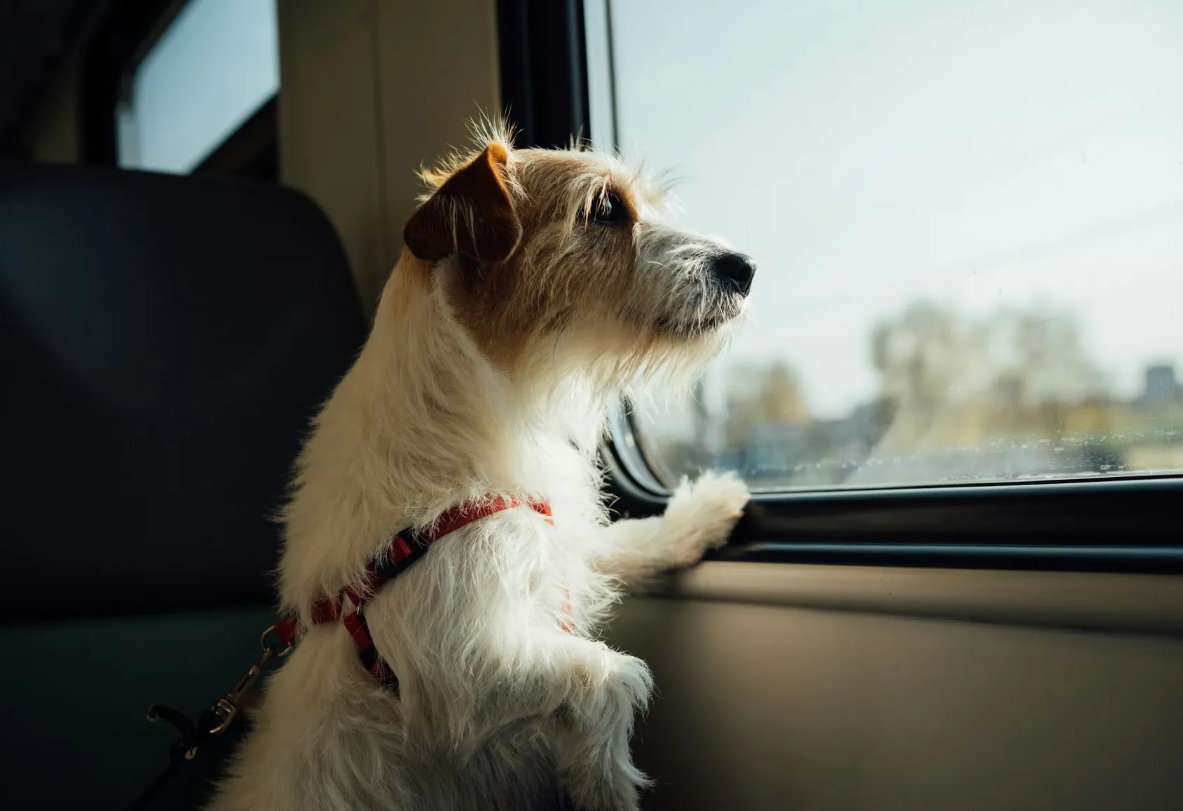 dog travelling in a train