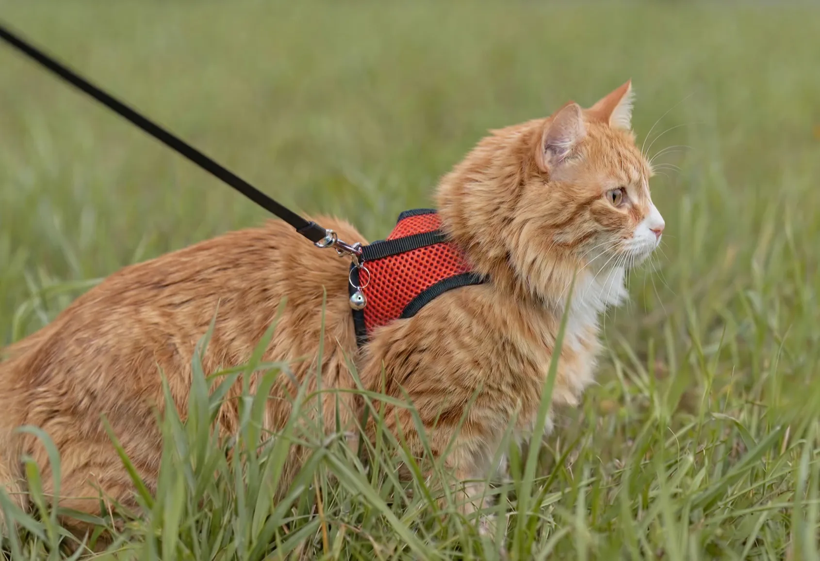 Walking a  cat