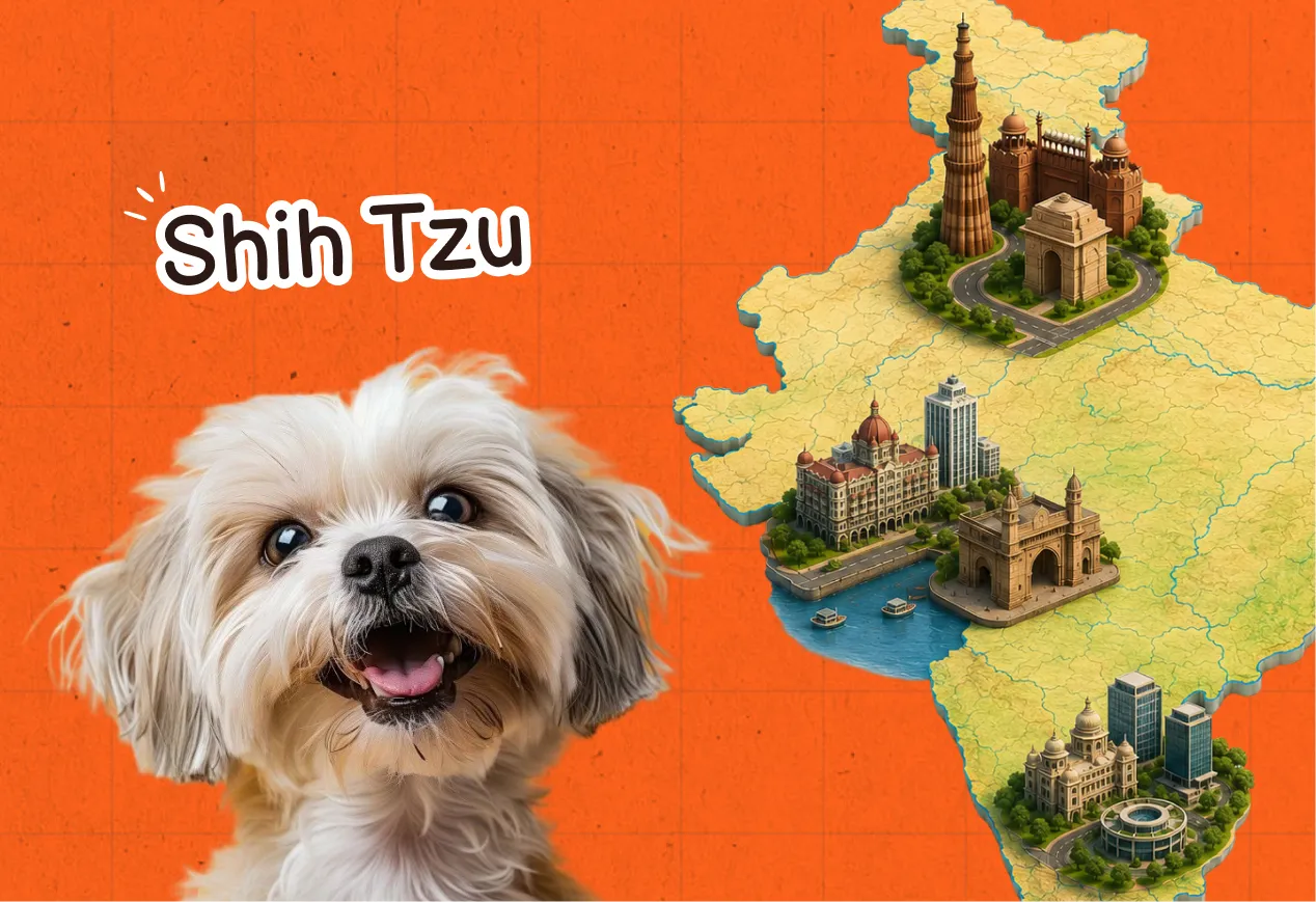 Shih Tzu Pricing in India 2026