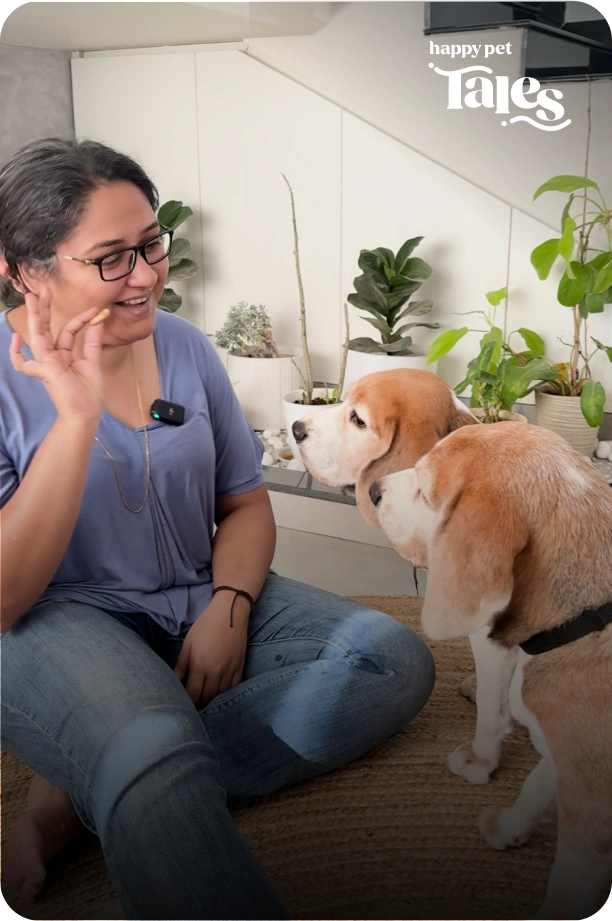 Pets - Django & Drogo