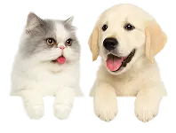 Cat and dog header logo