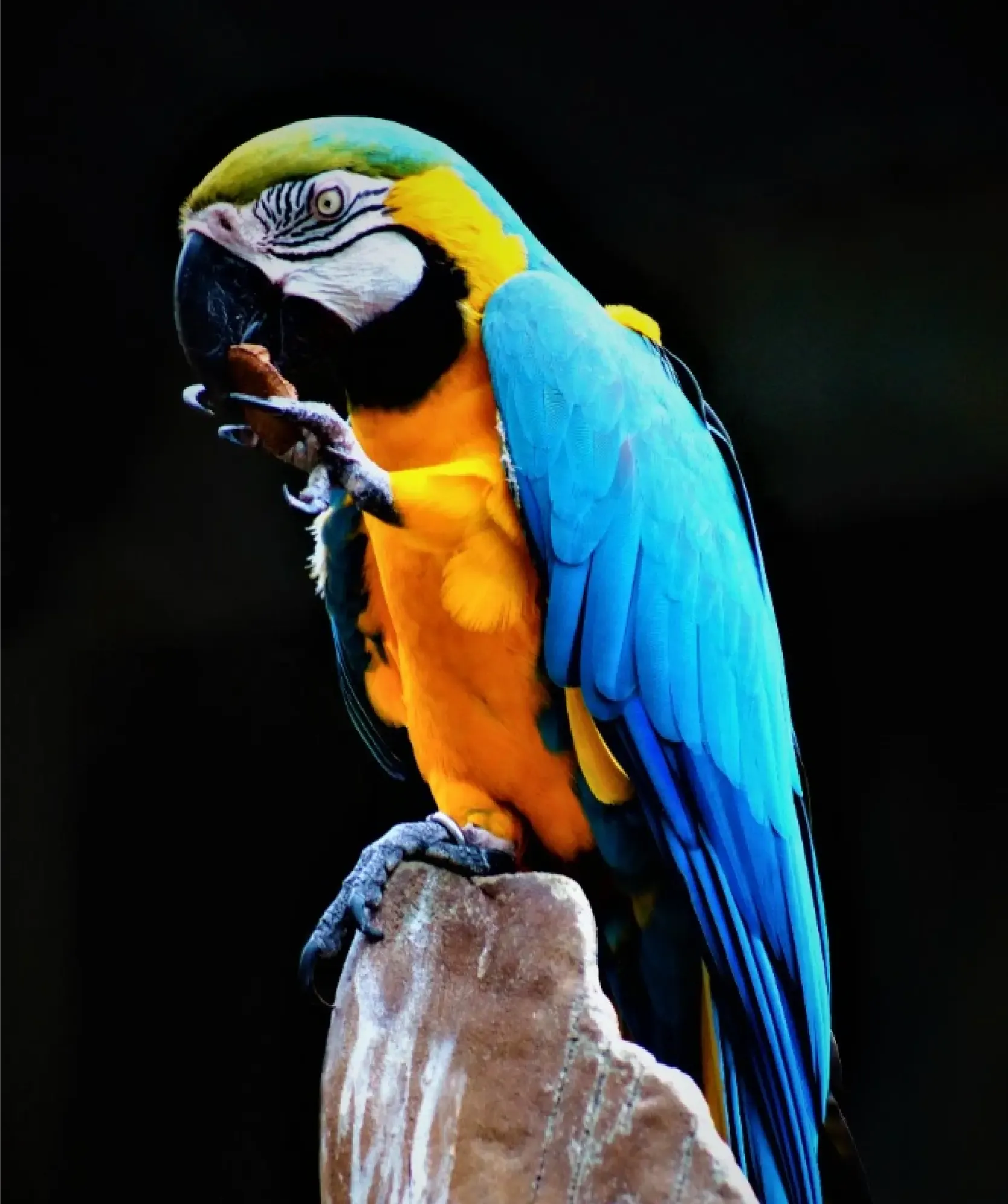 Blue and GoldMacaw