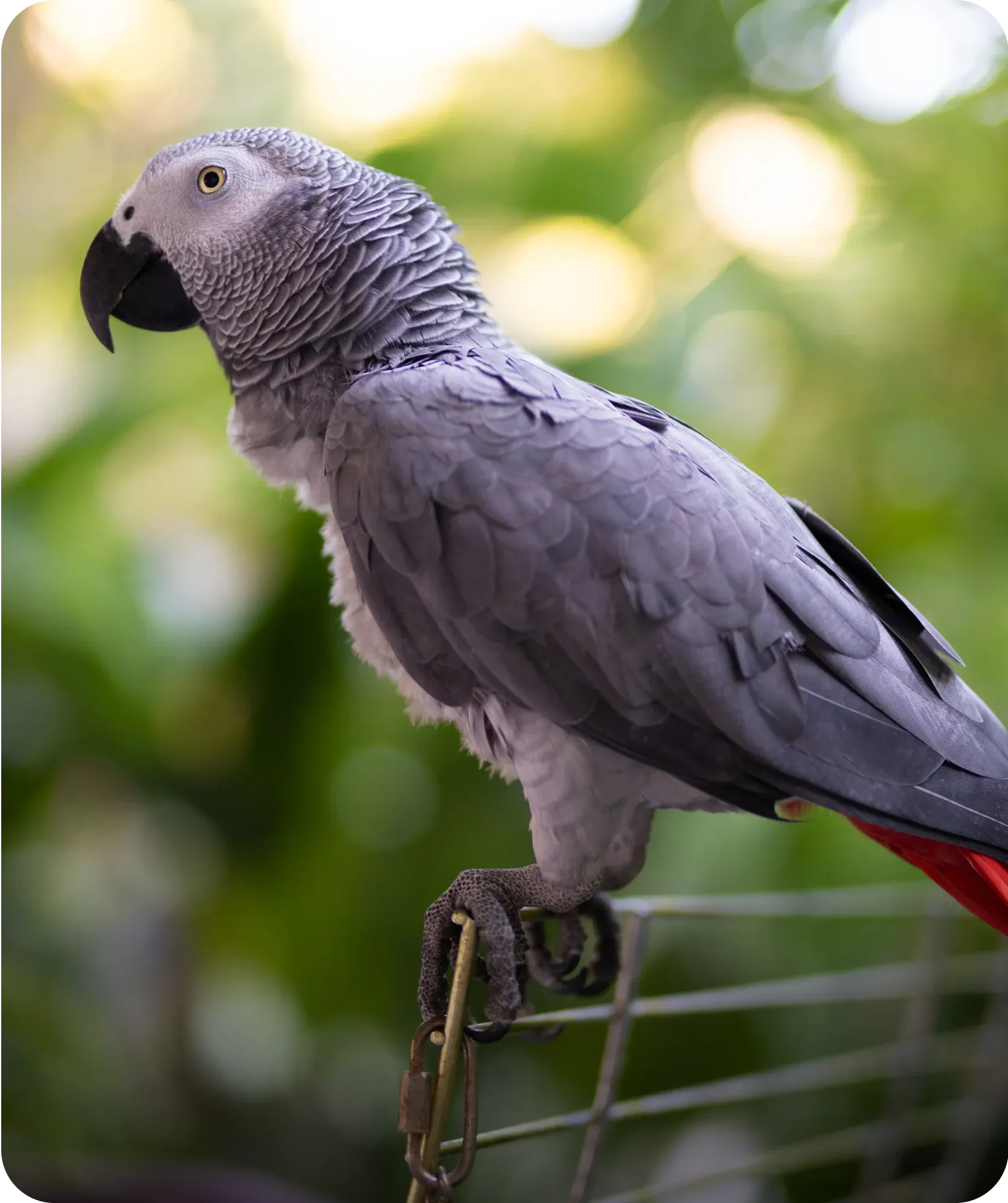 African Grey Parrot