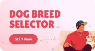 breed-selector-tool