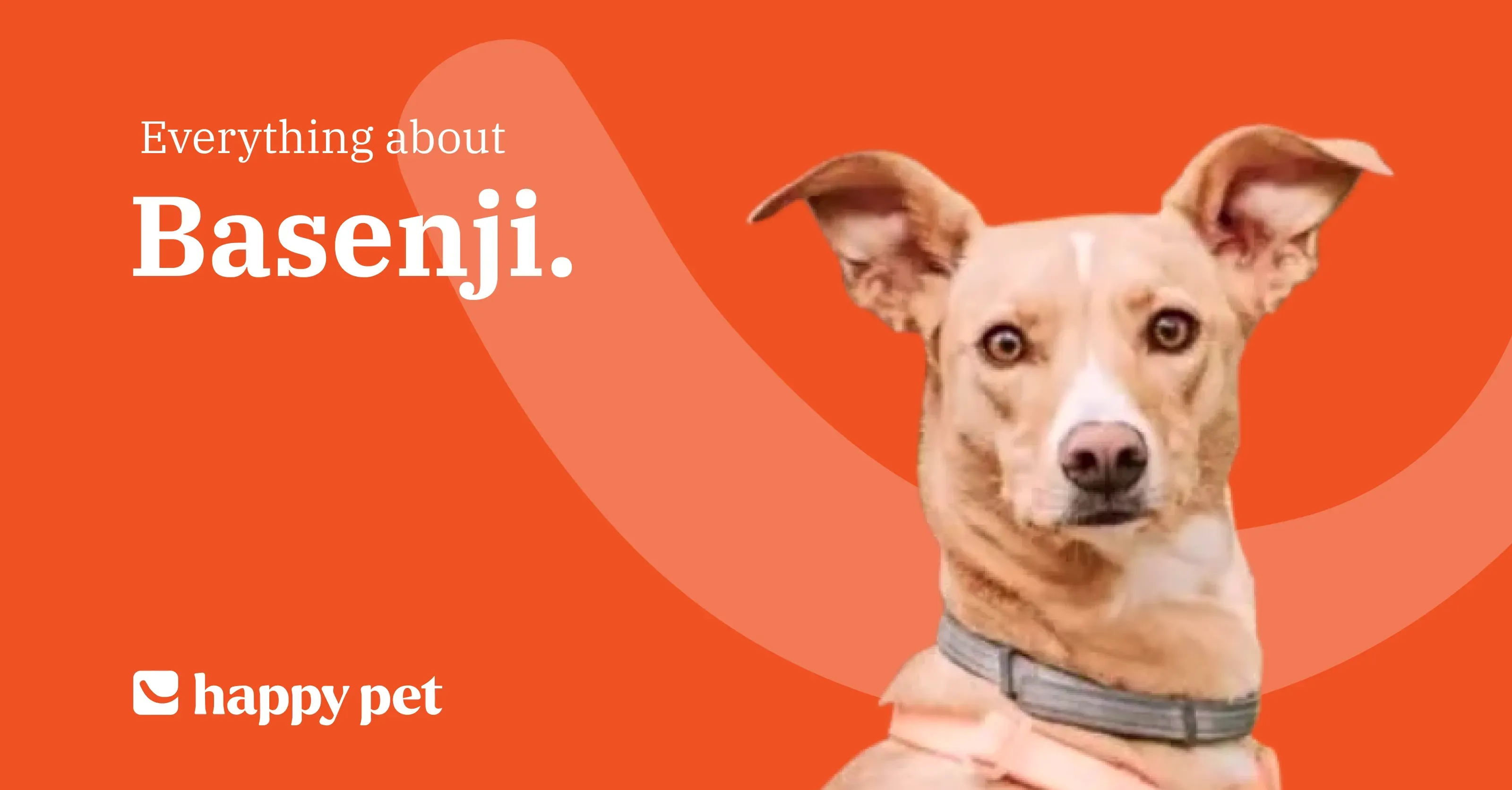 Basenji Dog Breed Guide: Temperament, Diet, and Care